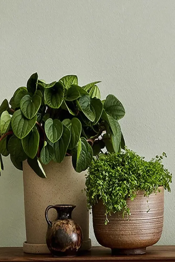 Little Greene Little Greene